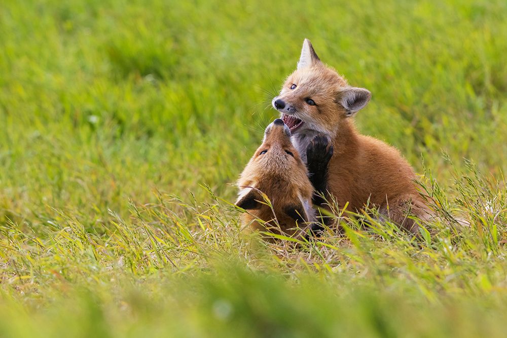 Playful red fox Youngsters, Washington State art print by Ken Archer for $57.95 CAD