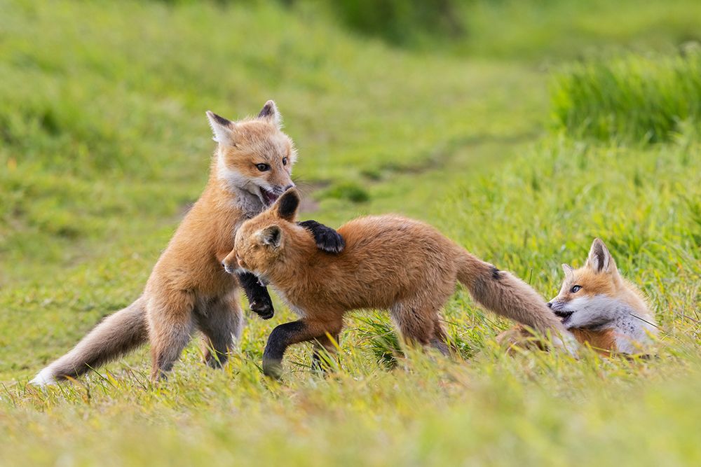 Playful red fox Youngsters, Washington State art print by Ken Archer for $57.95 CAD
