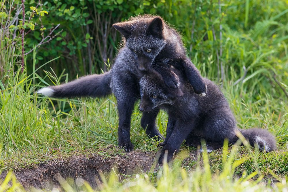 Black phase red fox kits playing near den entrance, Washington State, USA art print by Ken Archer for $57.95 CAD