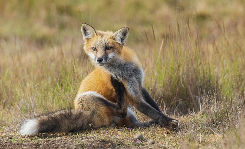 Young red fox with an itch in Washington State art print by Ken Archer for $57.95 CAD