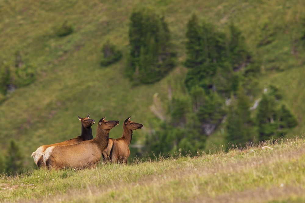 Alert cow elk keeping an eye on a potential threat in the Colorado alpine country art print by Ken Archer for $57.95 CAD