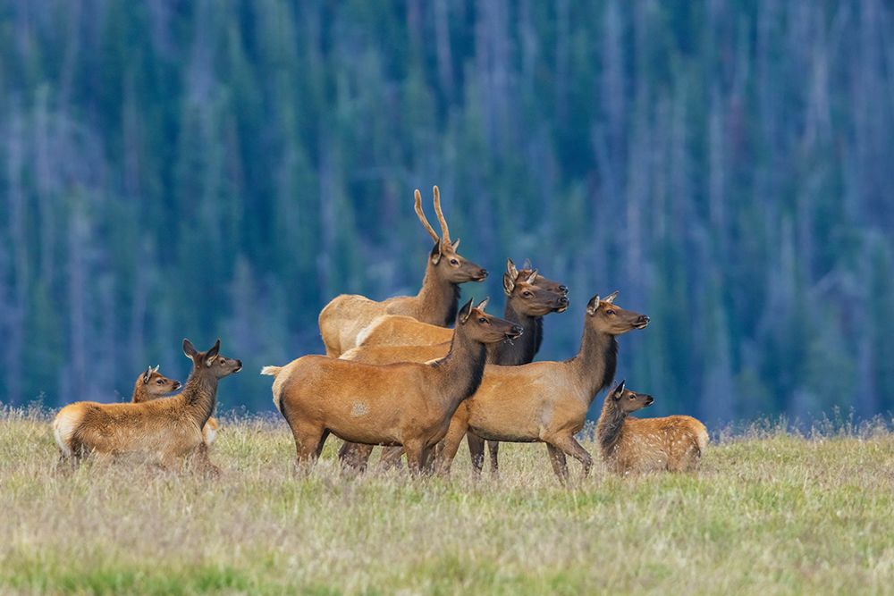 Nearby coyote captures the attention of this herd of elk art print by Ken Archer for $57.95 CAD