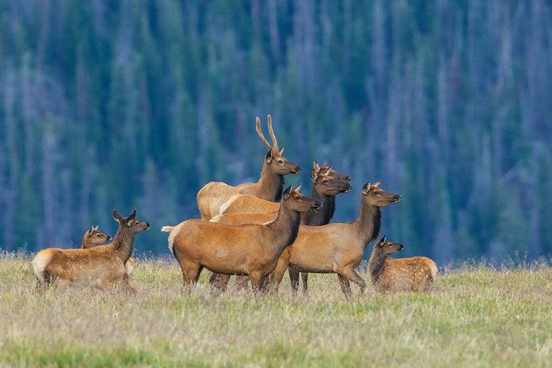 Nearby coyote captures the attention of this herd of elk art print by Ken Archer for $57.95 CAD
