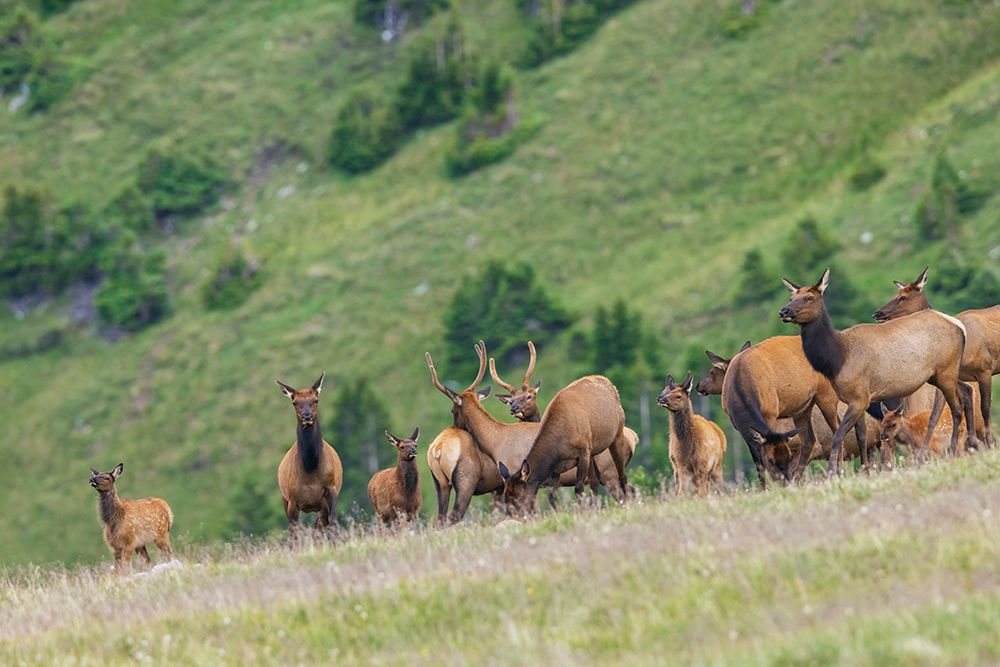 Elk herd at home in the alpine tundra country of the Colorado Mountains art print by Ken Archer for $57.95 CAD