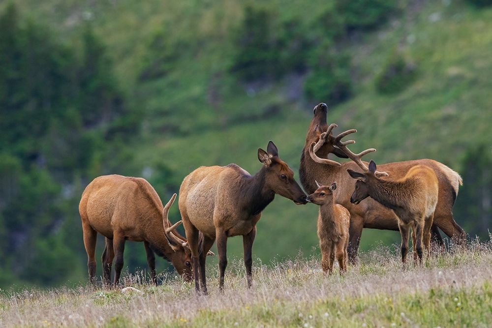 Young calf elk greets its mother in the alpine country of the Colorado Rockies art print by Ken Archer for $57.95 CAD