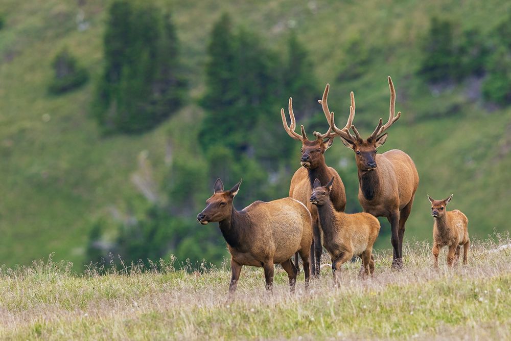Cow elk leads her youngsters in front of a pair of young bull elk in the Rocky Mountains art print by Ken Archer for $57.95 CAD