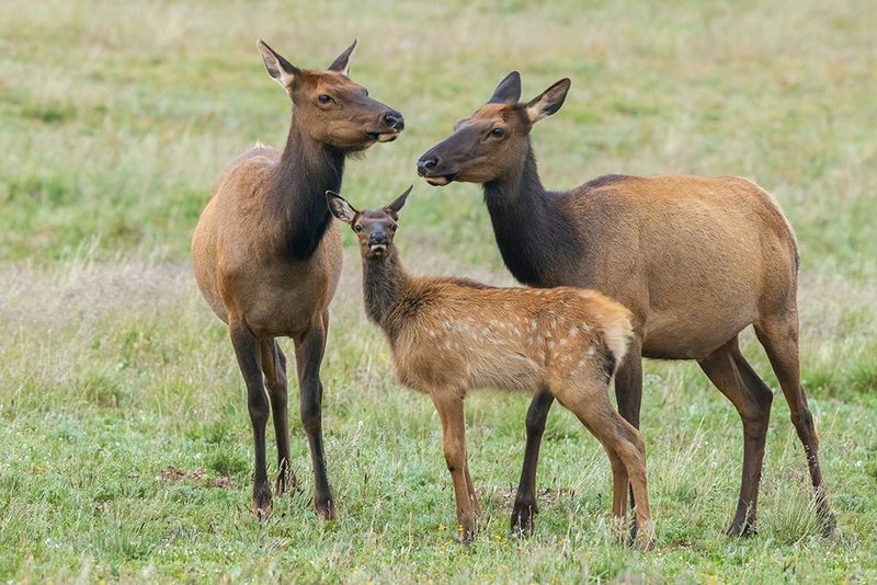 Elk calf seeking comfort among the adults, Colorado art print by Ken Archer for $57.95 CAD