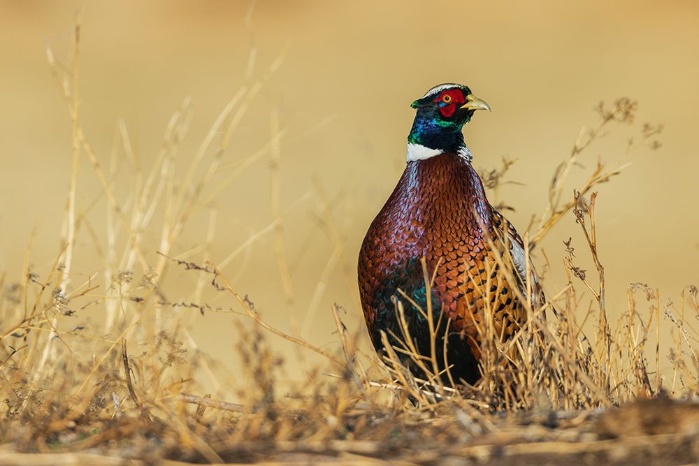 Ring-necked pheasant pauses for a moment in eastern Colorado art print by Ken Archer for $57.95 CAD