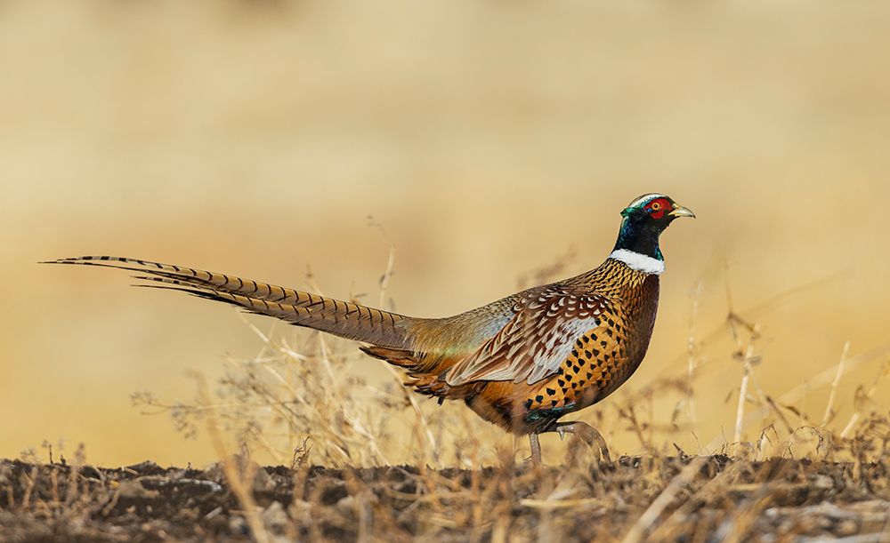 Ring-necked pheasant on the move in eastern Colorado art print by Ken Archer for $57.95 CAD
