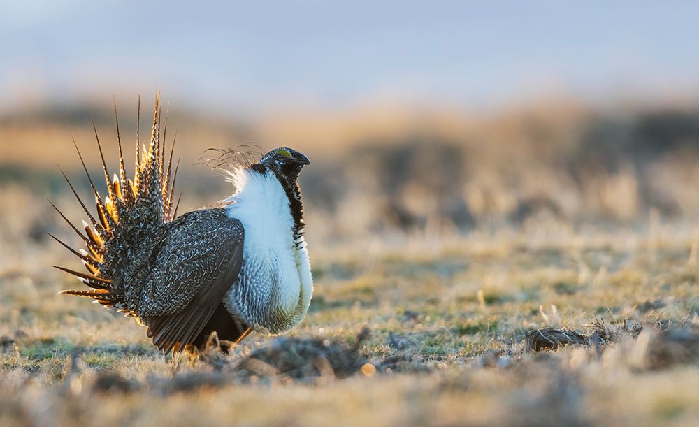 Greater sage grouse male performing courtship dance on lek art print by Ken Archer for $57.95 CAD