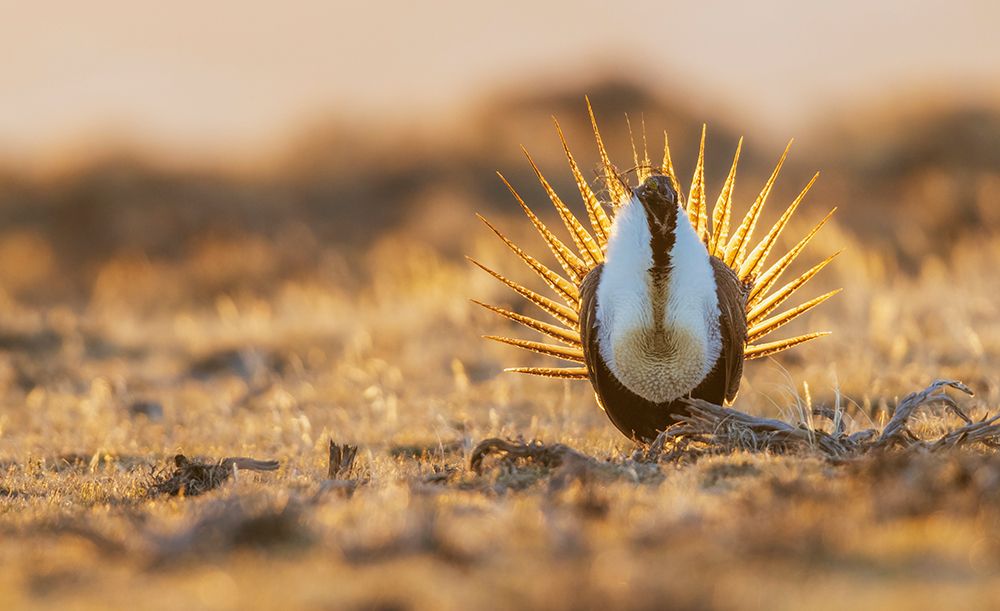 Greater sage grouse male silhouetted in morning light art print by Ken Archer for $57.95 CAD