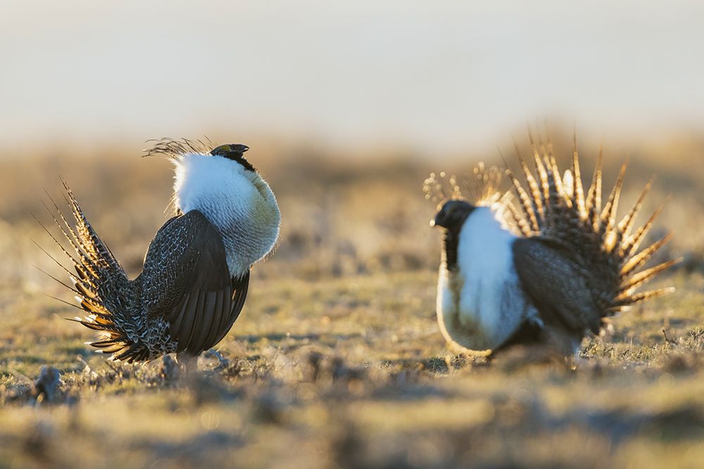 Sage grouse males compete for the premium spot on the lek in Colorado art print by Ken Archer for $57.95 CAD