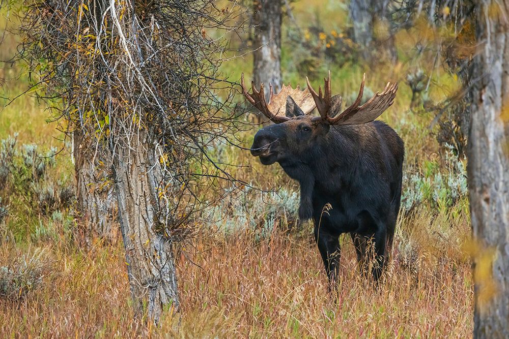Bull moose catches a scent in the air art print by Ken Archer for $57.95 CAD