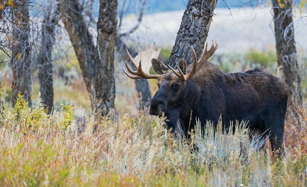 Bull moose, autumn color along the river bed art print by Ken Archer for $57.95 CAD