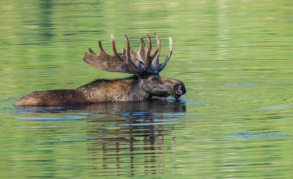 Bull moose takes advantage of a small pond to cool off and graze in the Rocky Mountains of Colorado art print by Ken Archer for $57.95 CAD