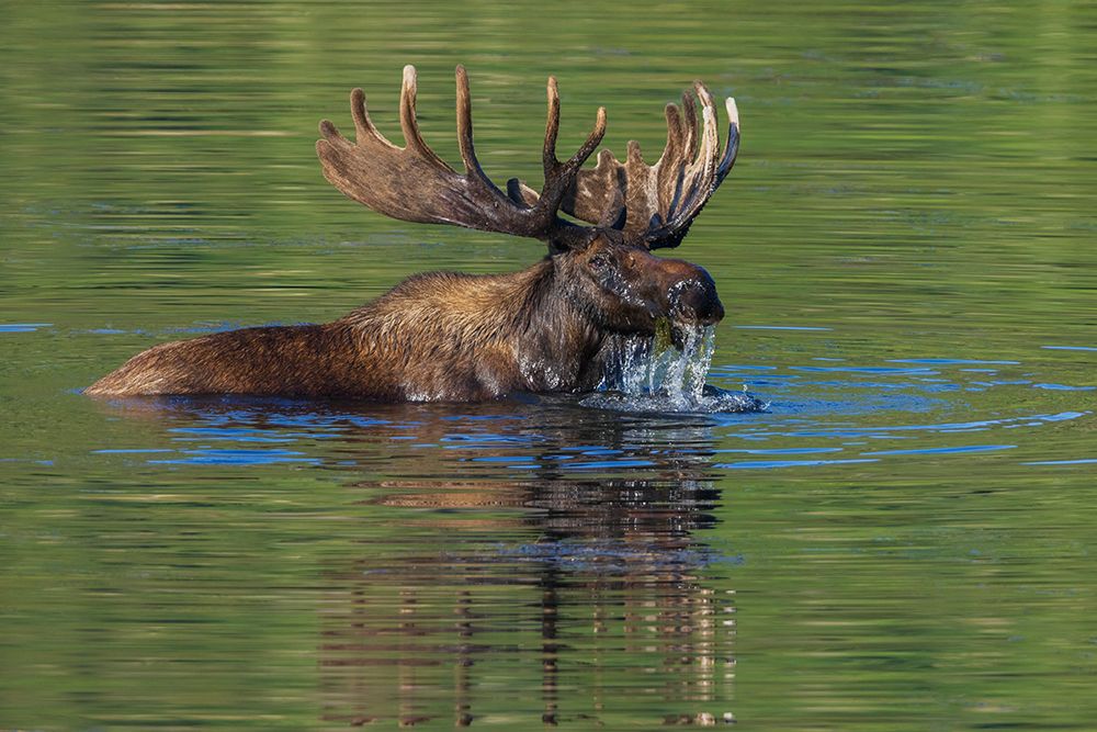 Bull moose foraging in small pond art print by Ken Archer for $57.95 CAD