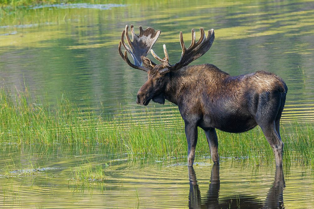 Bull moose takes advantage of a small pond to cool off in the Rocky Mountains of Colorado. art print by Ken Archer for $57.95 CAD