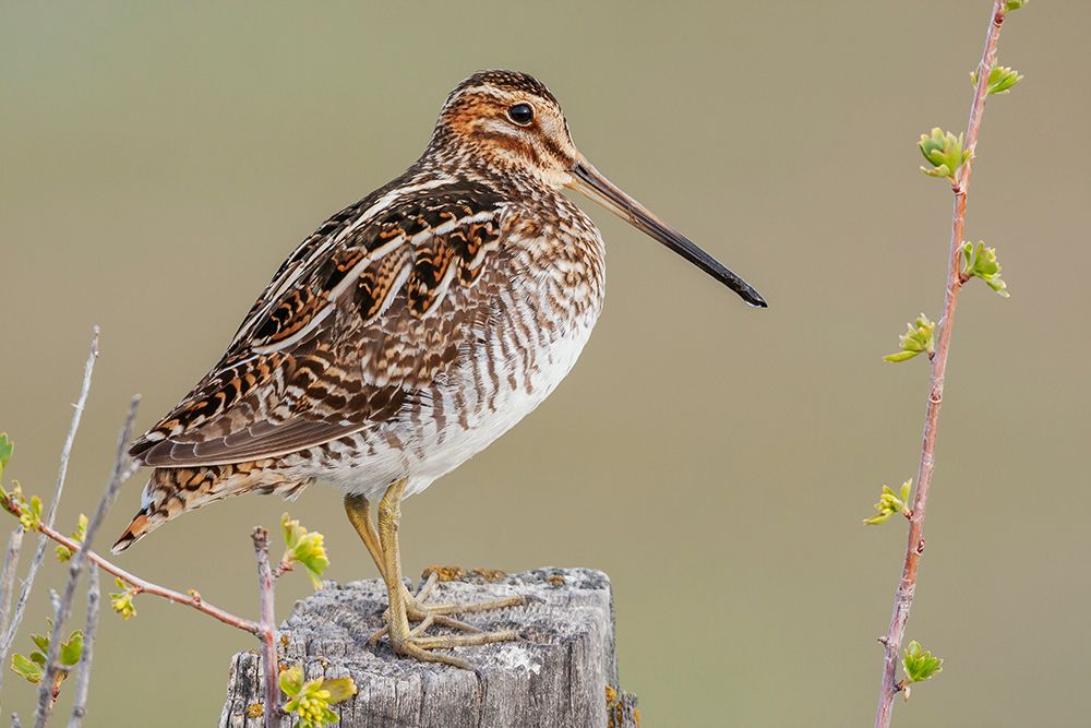 Common snipe finds a good vantage point to look over its surroundings in Southeast Oregon art print by Ken Archer for $57.95 CAD