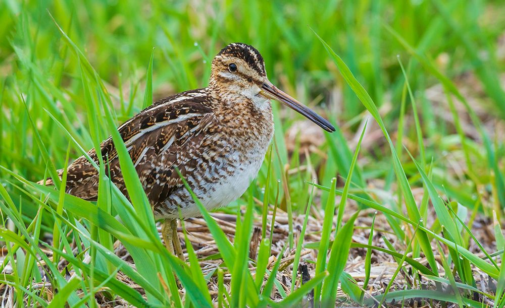 Common snipe peeks through wetland vegetation in Colorado art print by Ken Archer for $57.95 CAD