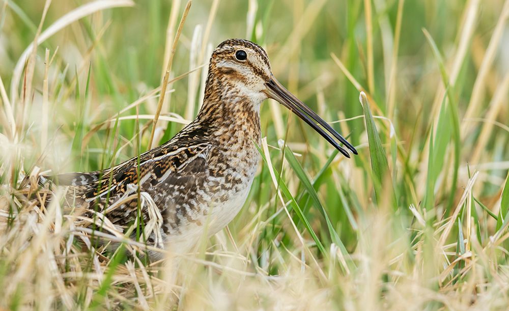 Common snipe peeks through wetland vegetation in Colorado art print by Ken Archer for $57.95 CAD
