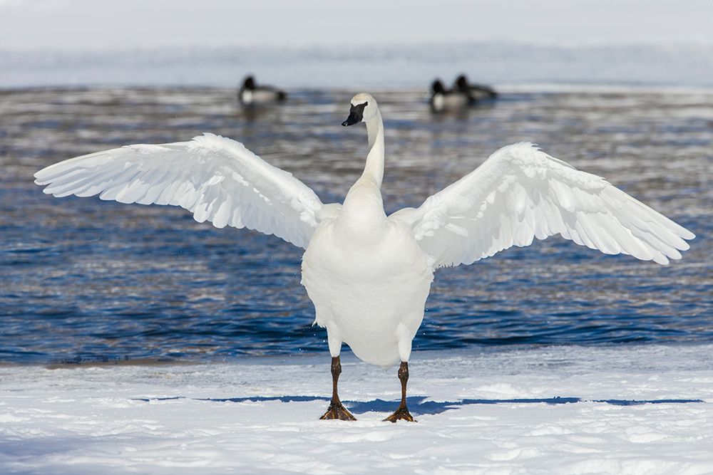 Trumpeter swan, winter time wing stretch art print by Ken Archer for $57.95 CAD