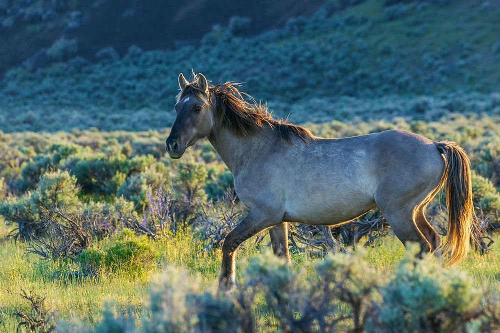Wild mustang stallion taking a closer look art print by Ken Archer for $57.95 CAD