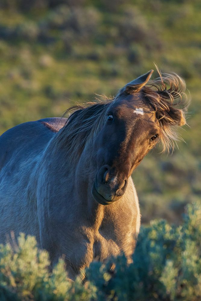 Wild mustang stallion sharing a funny face art print by Ken Archer for $57.95 CAD