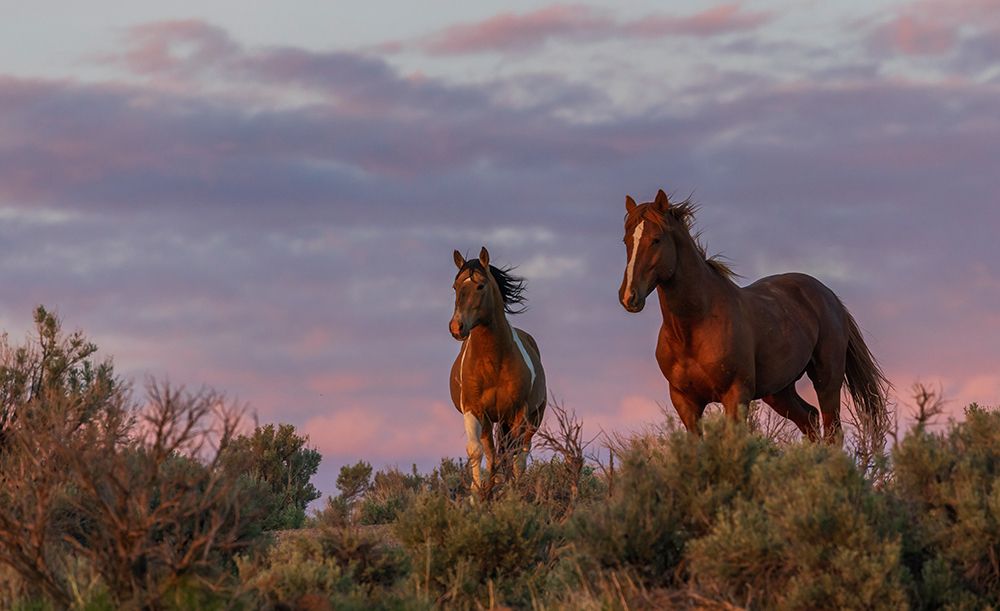 Pair of dominate stallions confront each other at dusk art print by Ken Archer for $57.95 CAD