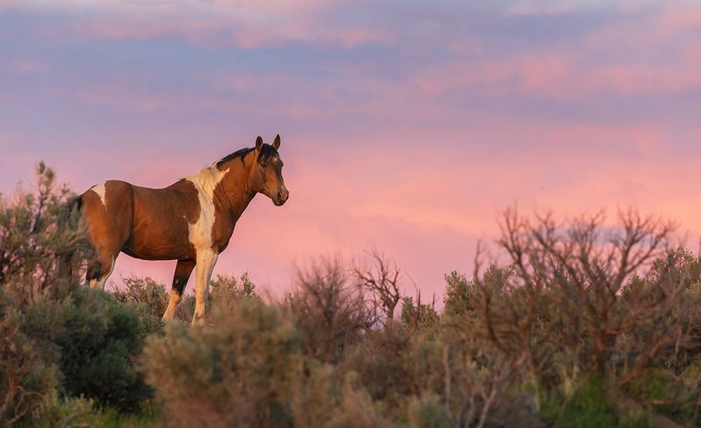 Wild mustang stallion looks over his territory at dusk art print by Ken Archer for $57.95 CAD