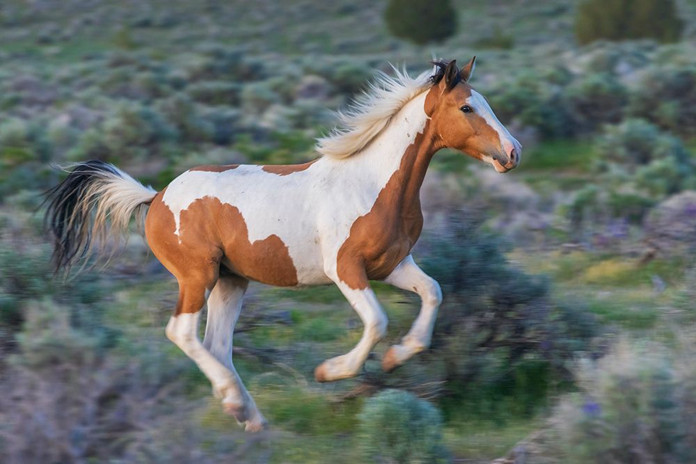 Young wild mustang playfully running through the sage brush art print by Ken Archer for $57.95 CAD