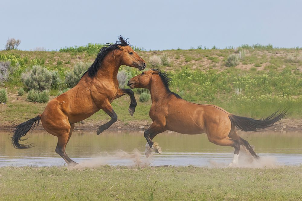 Wild mustang stallions battle as their bands come together at a water hole art print by Ken Archer for $57.95 CAD