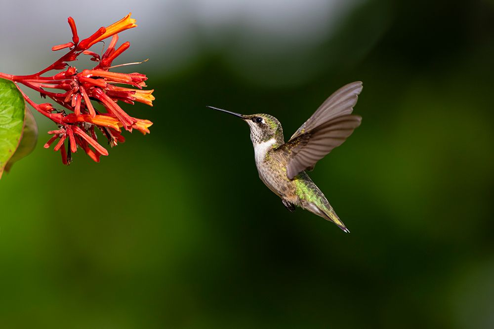 Black-chinned Hummingbird-Archilochus alexandri-feeding art print by Larry Ditto for $57.95 CAD