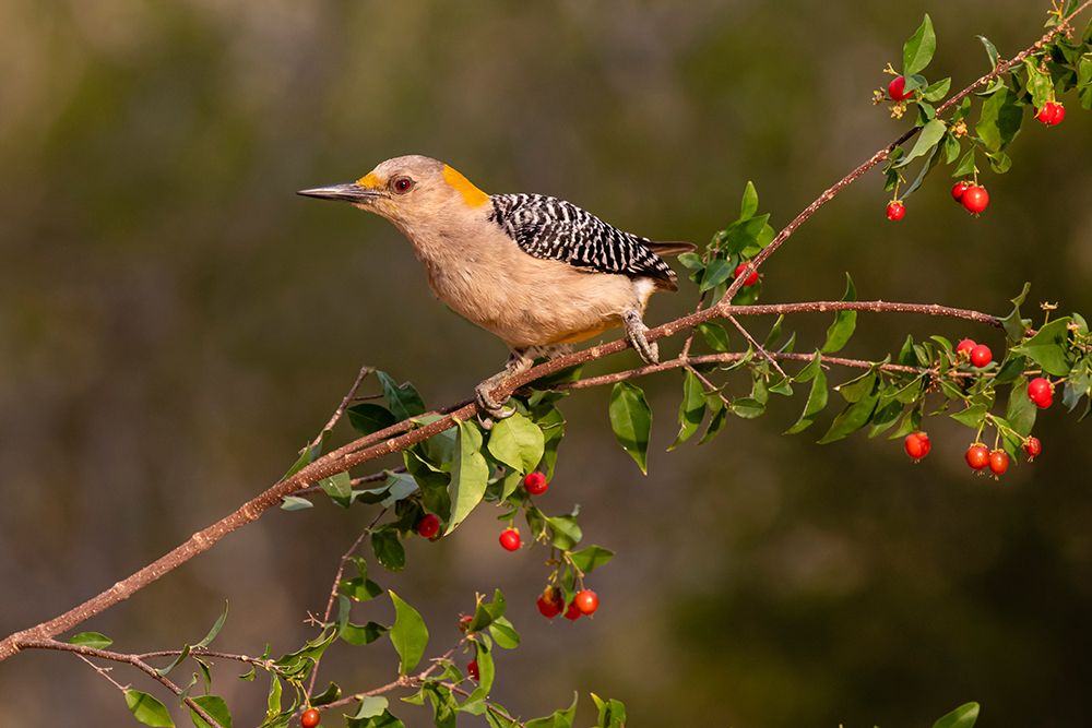 Golden-fronted Woodpecker-Melanerpes aurifrons-perched art print by Larry Ditto for $57.95 CAD