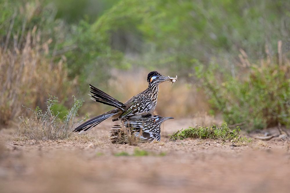 Greater Roadrunner-Geococcyx californianus-copulating art print by Larry Ditto for $57.95 CAD