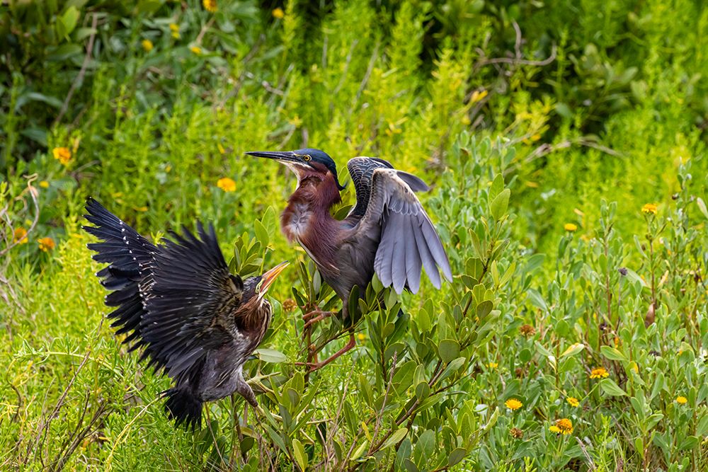Green Heron-Butorides virescens-feeding time art print by Larry Ditto for $57.95 CAD