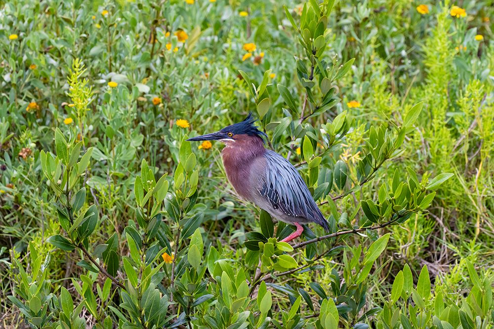 Green Heron-Butorides virescens-standing in shrubs art print by Larry Ditto for $57.95 CAD