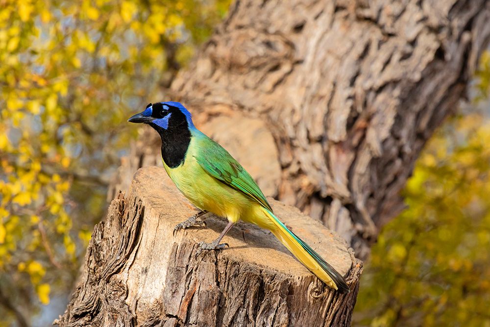 Green Jay-Cyanocorax yncas-perched art print by Larry Ditto for $57.95 CAD
