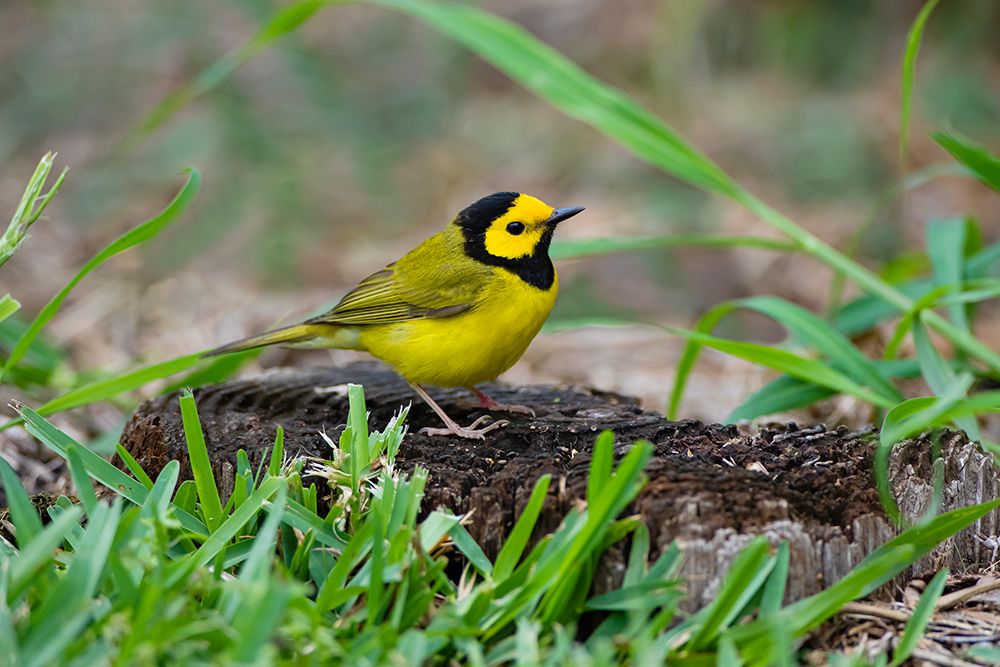 Hooded Warbler-Wilsonia citrina-perched art print by Larry Ditto for $57.95 CAD