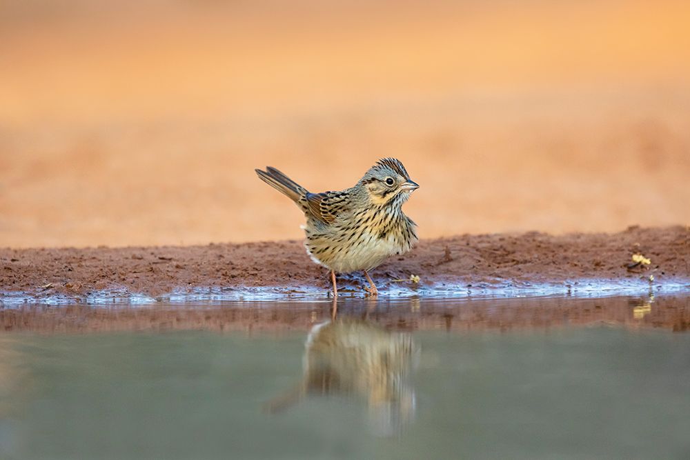 Lincolns Sparrow-Melospiza lincolnii-drinking art print by Larry Ditto for $57.95 CAD