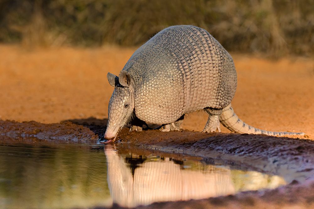 Nine-banded Armadillo-Dasypus novemcinctus-drinking art print by Larry Ditto for $57.95 CAD