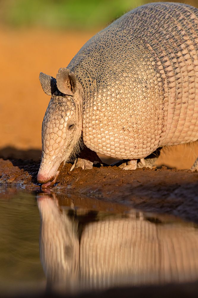 Nine-banded Armadillo-Dasypus novemcinctus-drinking art print by Larry Ditto for $57.95 CAD
