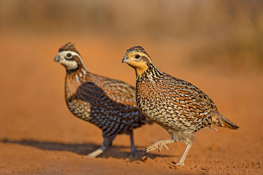 Northern Bobwhite-Colinus virginianus-pair art print by Larry Ditto for $57.95 CAD