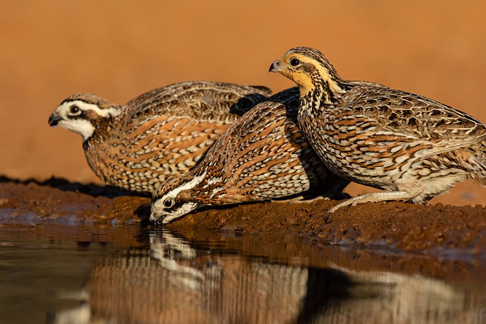Northern Bobwhite-Colinus virginianus-drinking art print by Larry Ditto for $57.95 CAD