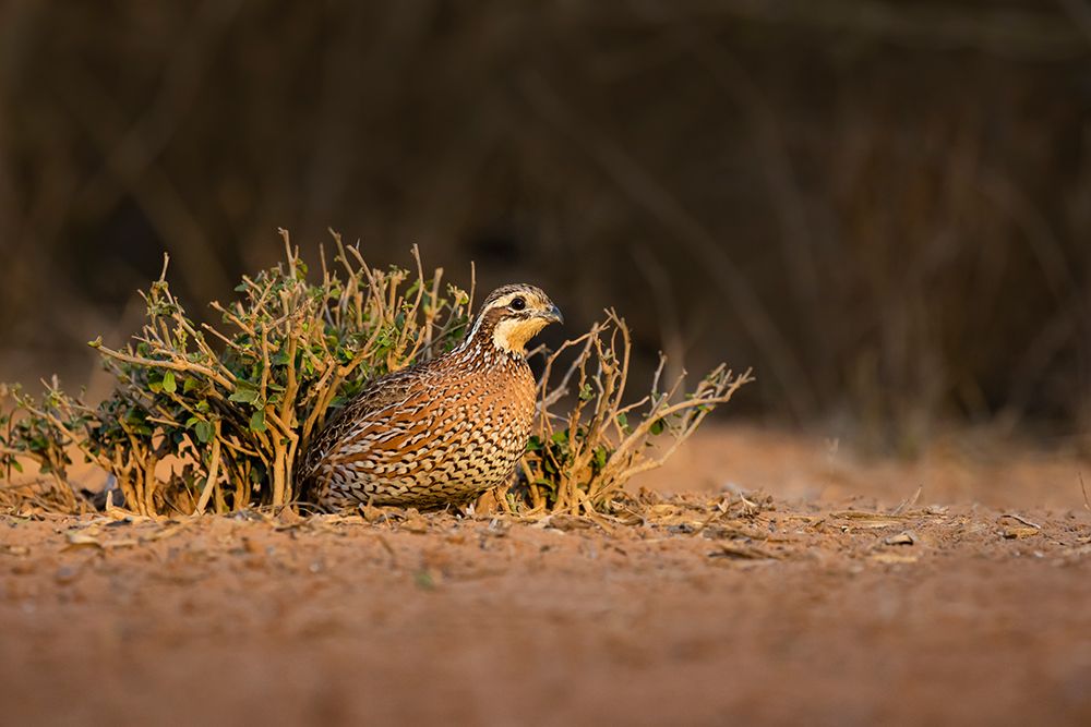 Northern Bobwhite-Colinus virginianus-female hiding art print by Larry Ditto for $57.95 CAD