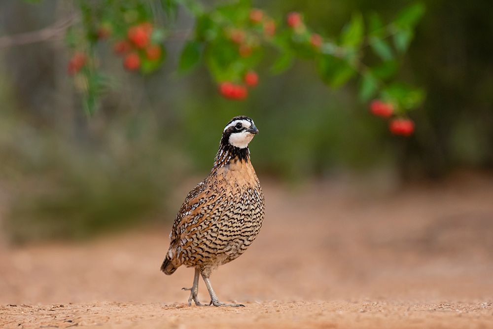 Northern Bobwhite-Colinus virginianus-feeding art print by Larry Ditto for $57.95 CAD