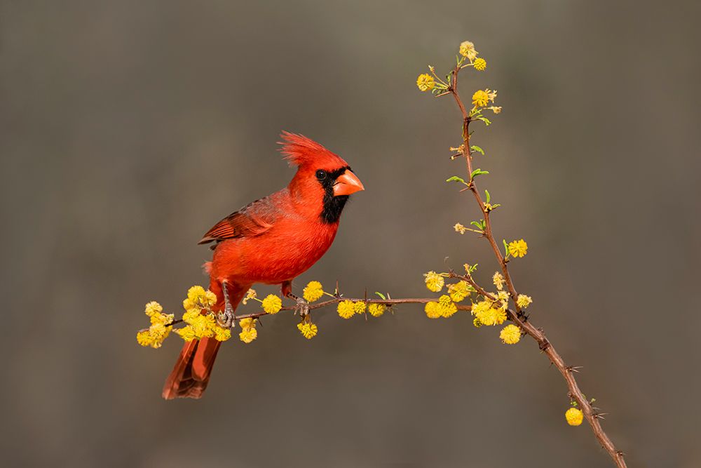 Northern Cardinal-Cardinalis cardinalis-perched art print by Larry Ditto for $57.95 CAD