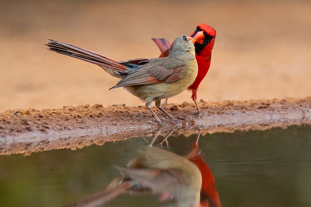 Northern Cardinals-Texas-USA art print by Larry Ditto for $57.95 CAD