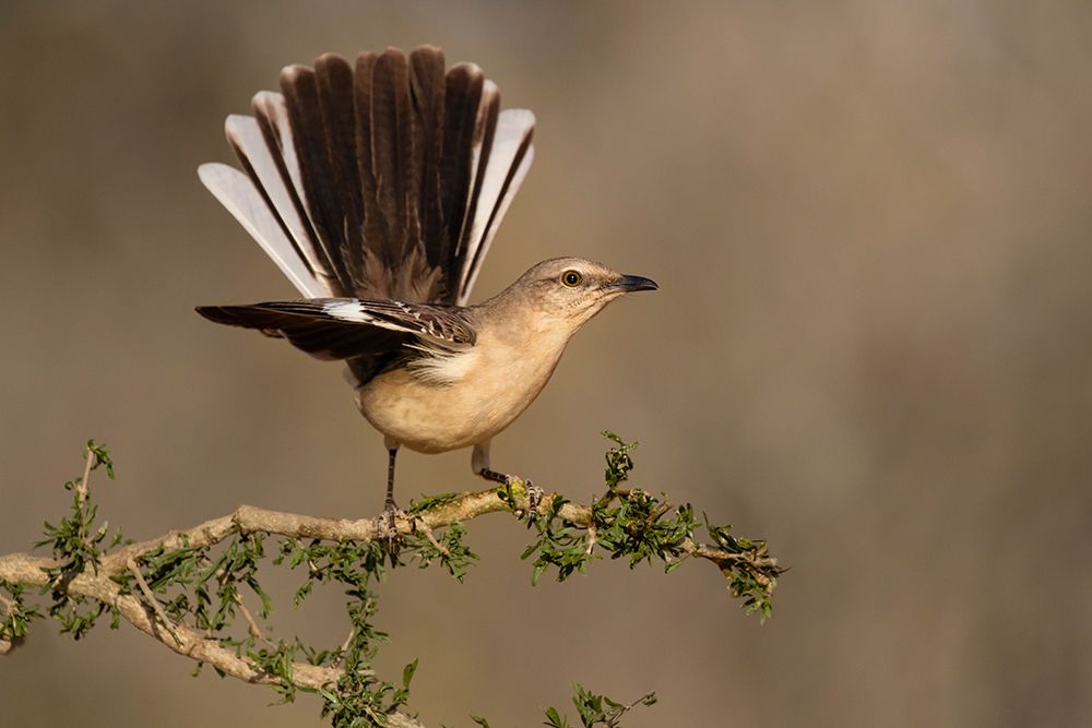 Northern Mockingbird-Mimus polyglottos-perched art print by Larry Ditto for $57.95 CAD