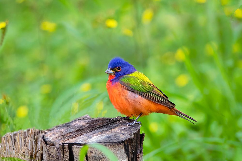 Painted Bunting-Passerina ciris-perched art print by Larry Ditto for $57.95 CAD