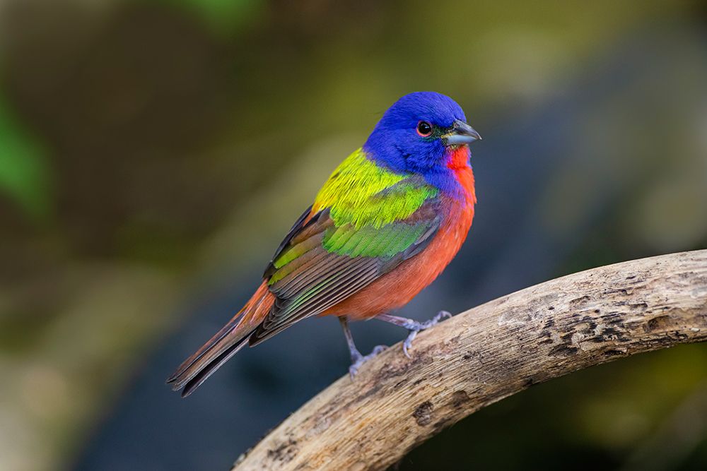 Painted Bunting-Passerina ciris-in spring art print by Larry Ditto for $57.95 CAD